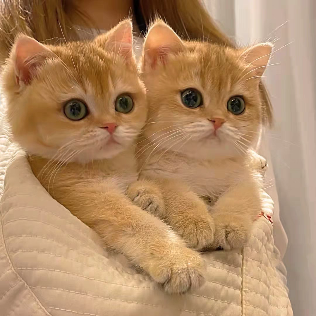 猫舍直销批发价格出售金渐层